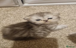 Persian cats for sale: Beautiful Persian kittens - Image 1