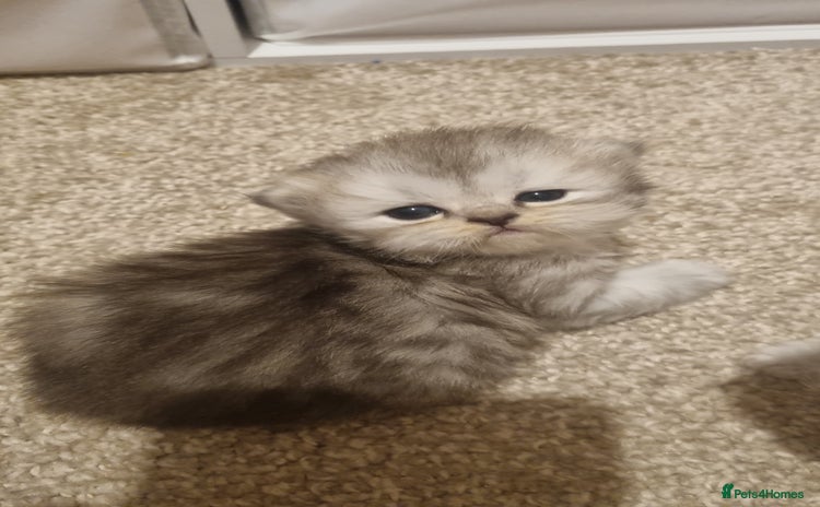 Persian cats - Advert 14