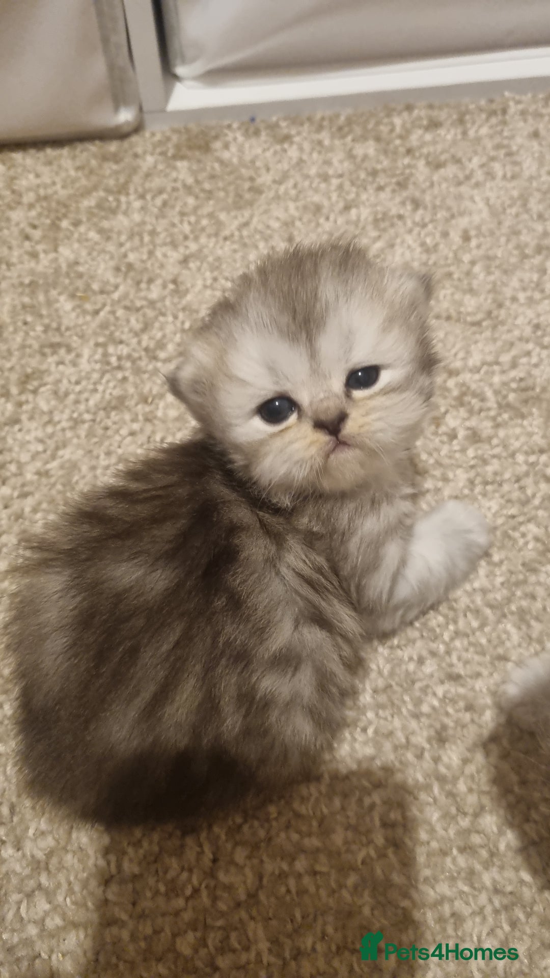 Persian cats for sale: Beautiful Persian kittens - Image 1