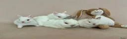 Netherland Dwarf rabbits for sale: 🐇 Netherland Dwarf Babies 🐇 - Advert 16