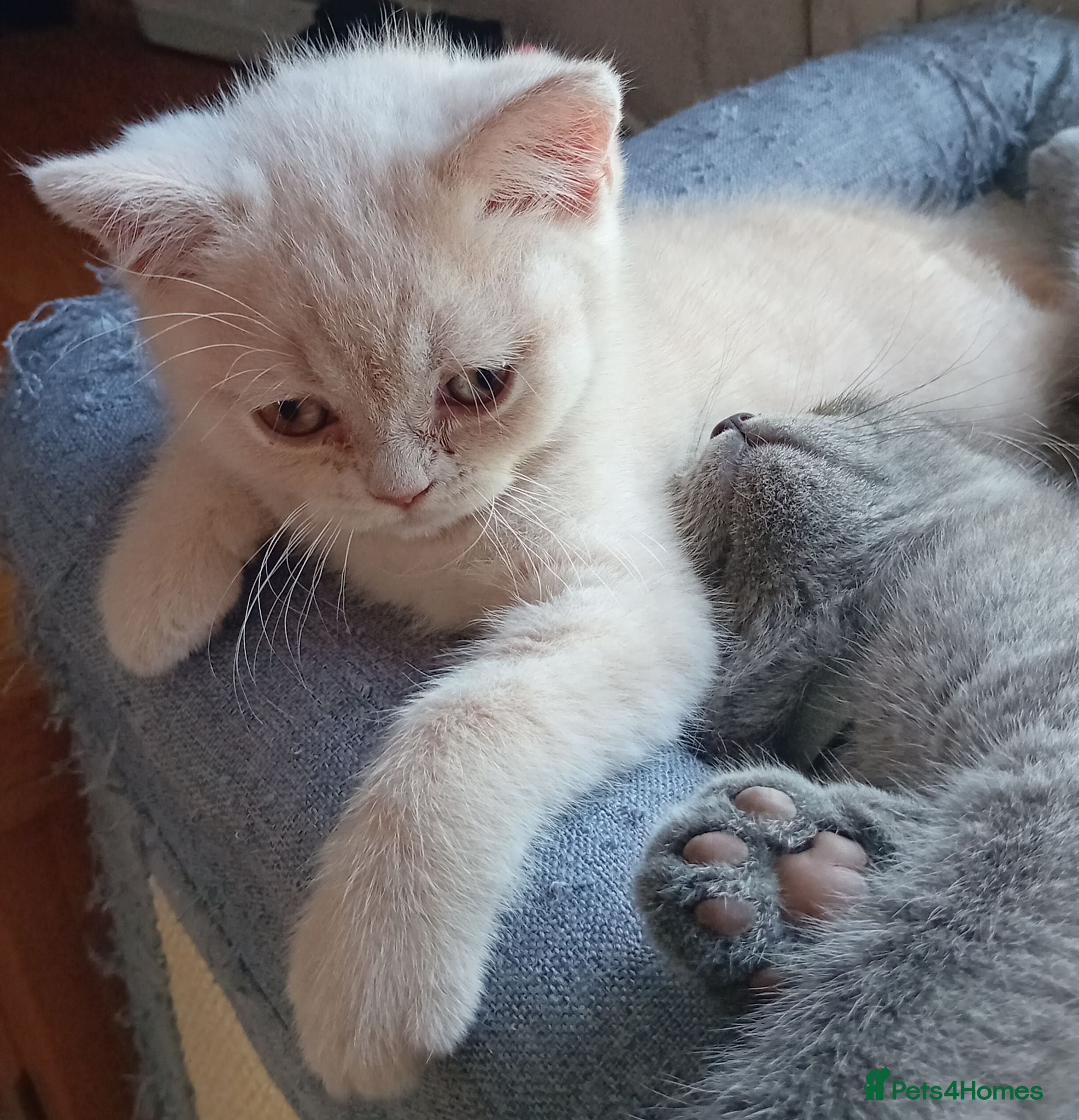 British Shorthair cats Gorgeous British short-hair kittens  - Advert 6