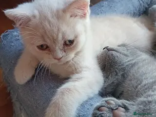British Shorthair cats Gorgeous British short-hair kittens - Advert 6
