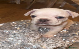 French Bulldog dogs for sale: 1 platinum male puppy - Image 2