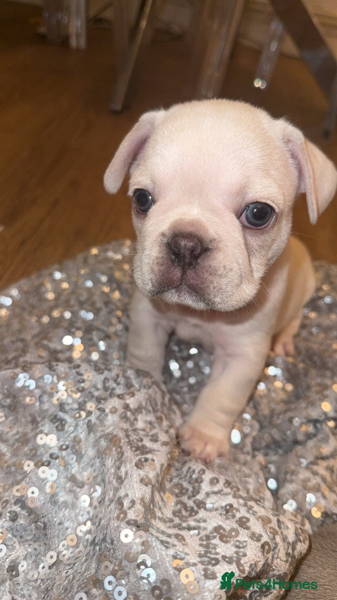 French Bulldog dogs for sale: 1 platinum male puppy - Image 2