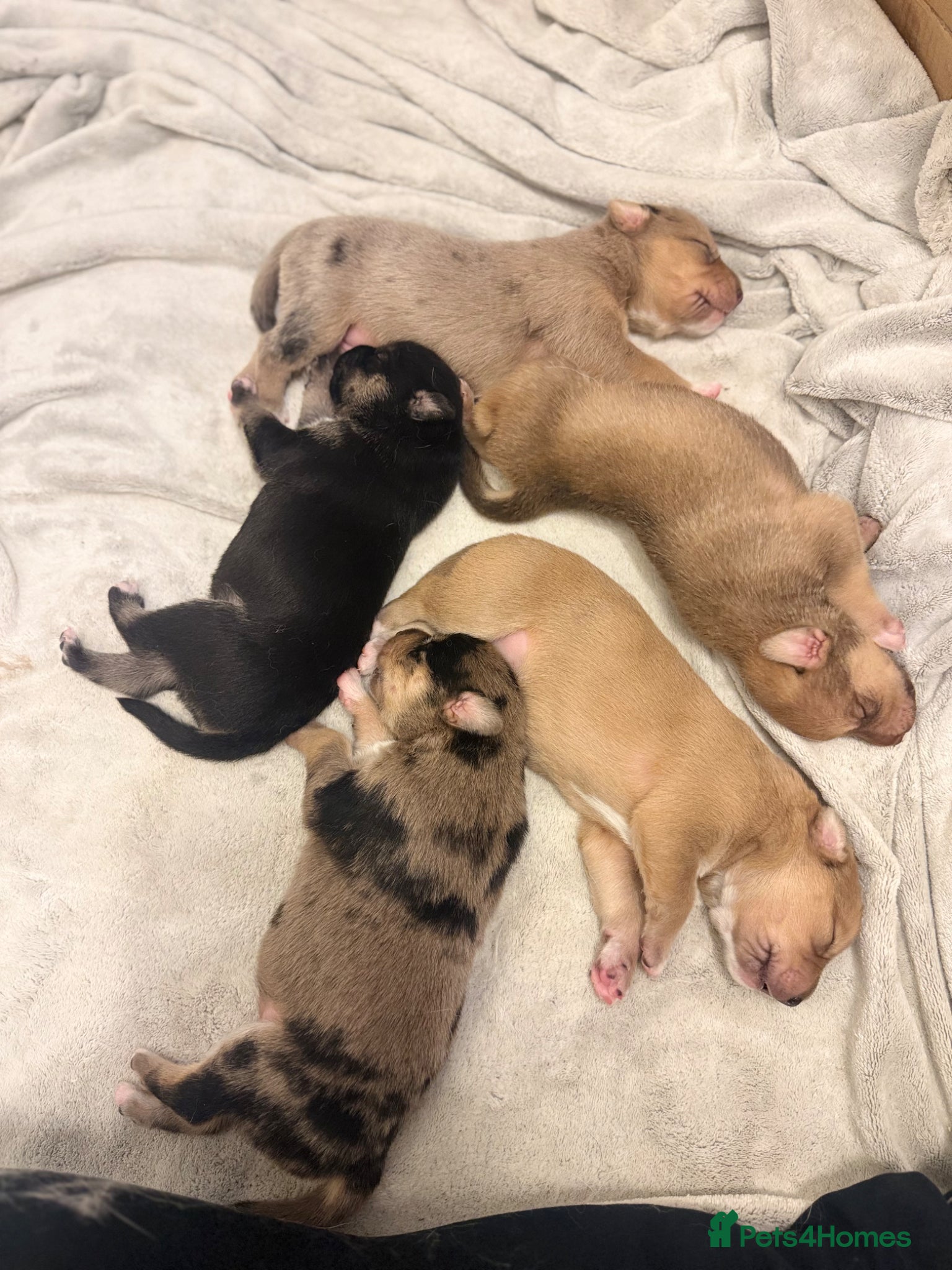 Mixed Breed dogs Staffy x husky puppies - Advert 11