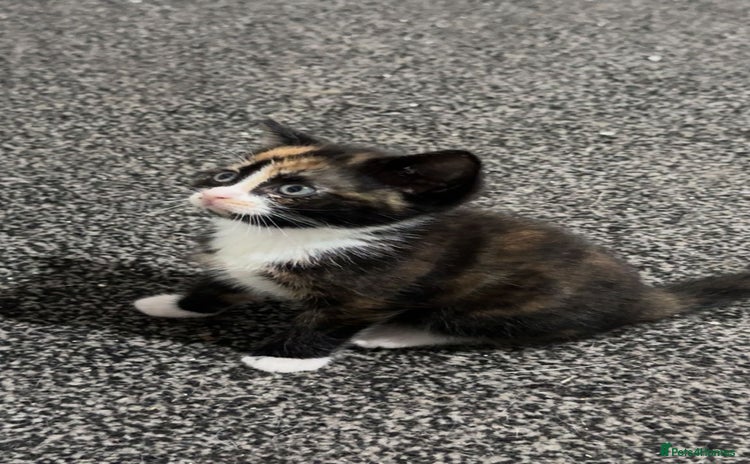 Mixed Breed cats - Advert 15