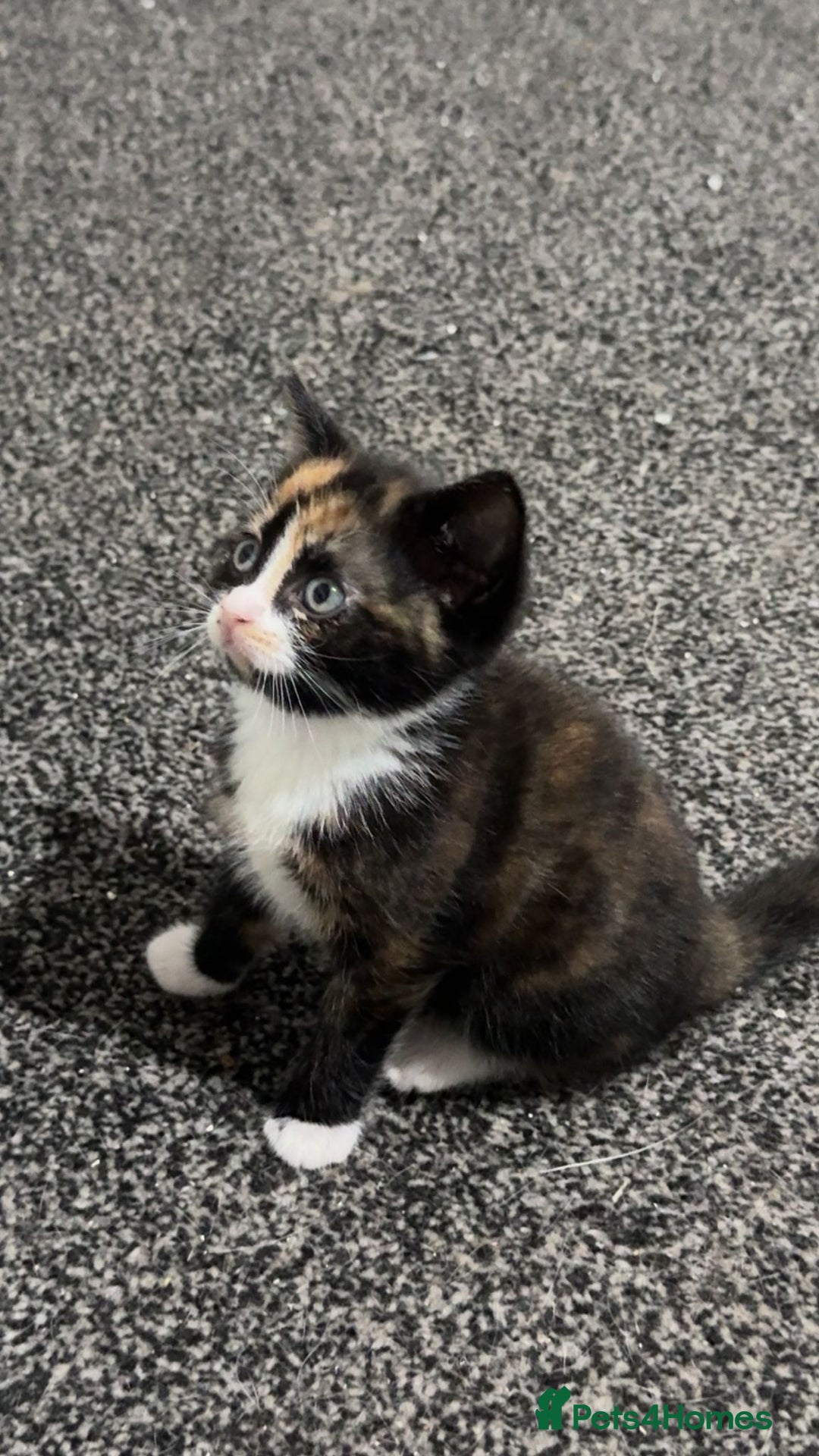 Mixed Breed cats for sale: Beautiful kittens for sale - Image 1