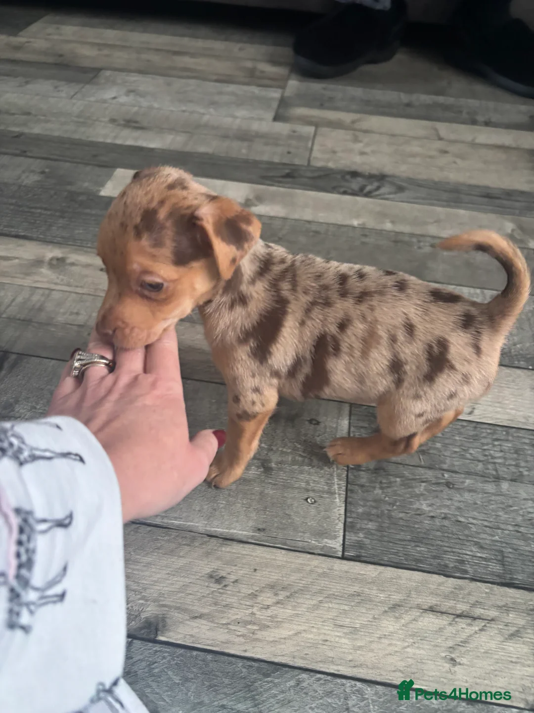 Jack Russell dogs for sale: Full jack russell puppies  - Advert 7