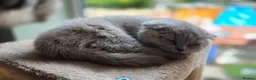 Scottish Fold cats for sale: Scottish fold  - Advert 11