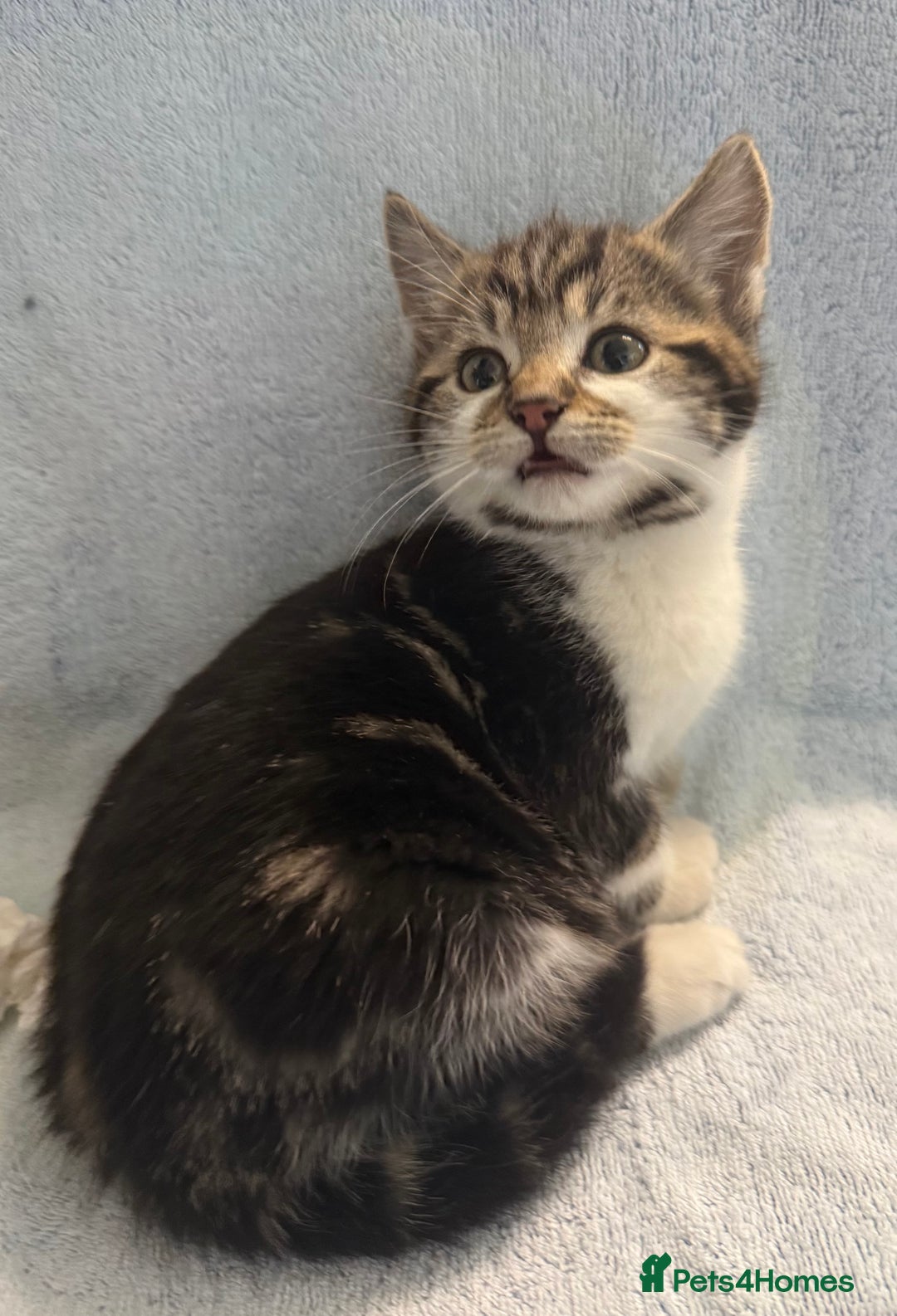 Mixed Breed cats for sale: British Short Hair X Grey and Tabby kittens - Image 7
