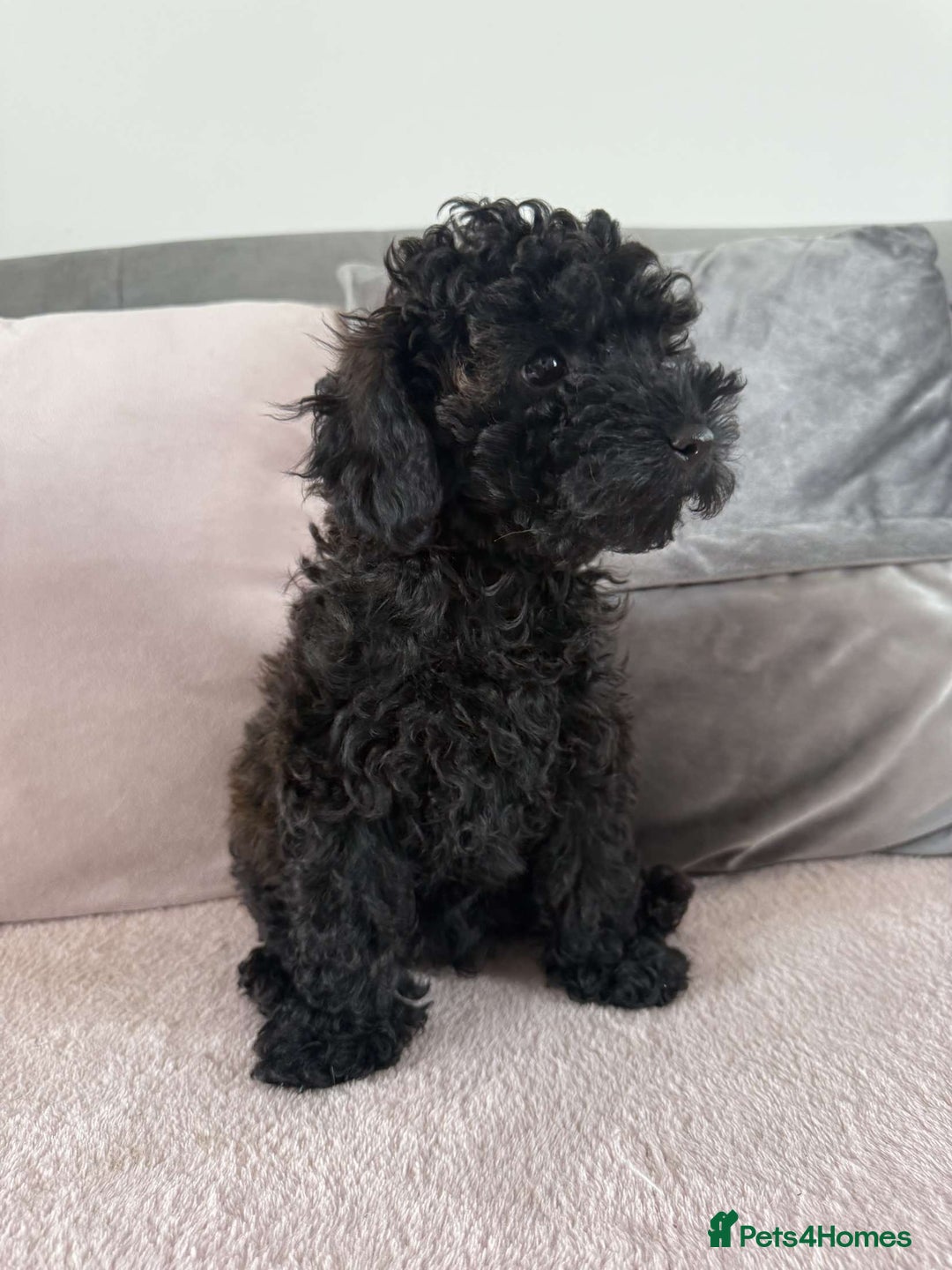 Toy Poodle dogs for sale: Adorable Toy Poodle Puppies READY TO GO!  - Image 7