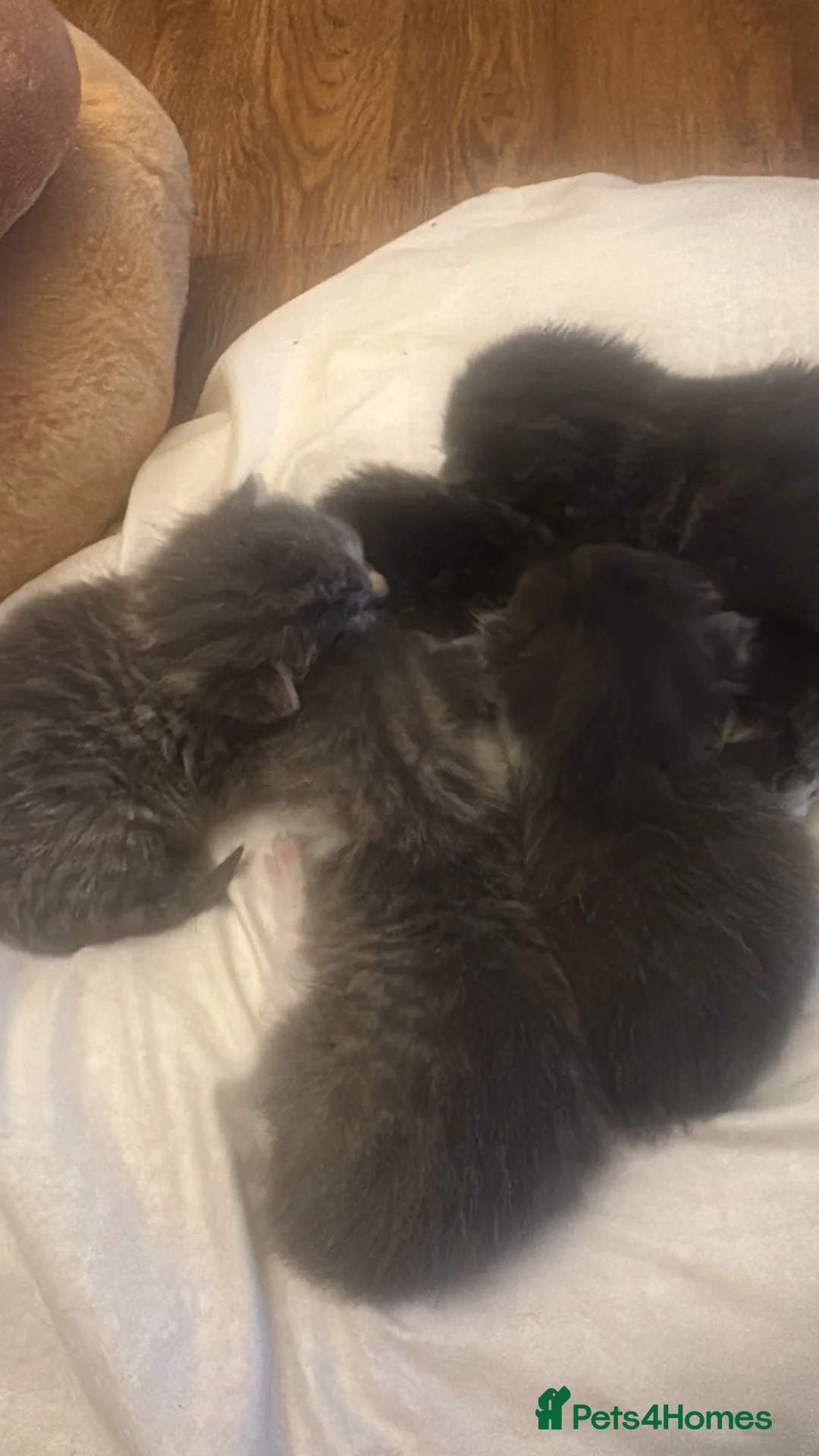 Mixed Breed cats for sale: British Shorthair X  - Advert 13