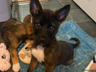 Mixed Breed dogs Chunky Akita/Huskita mix puppies - Advert 18