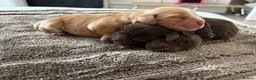 Cocker Spaniel dogs for sale: Show type cocker spaniels KC  - Advert 26