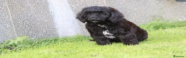 Cavapoo 1