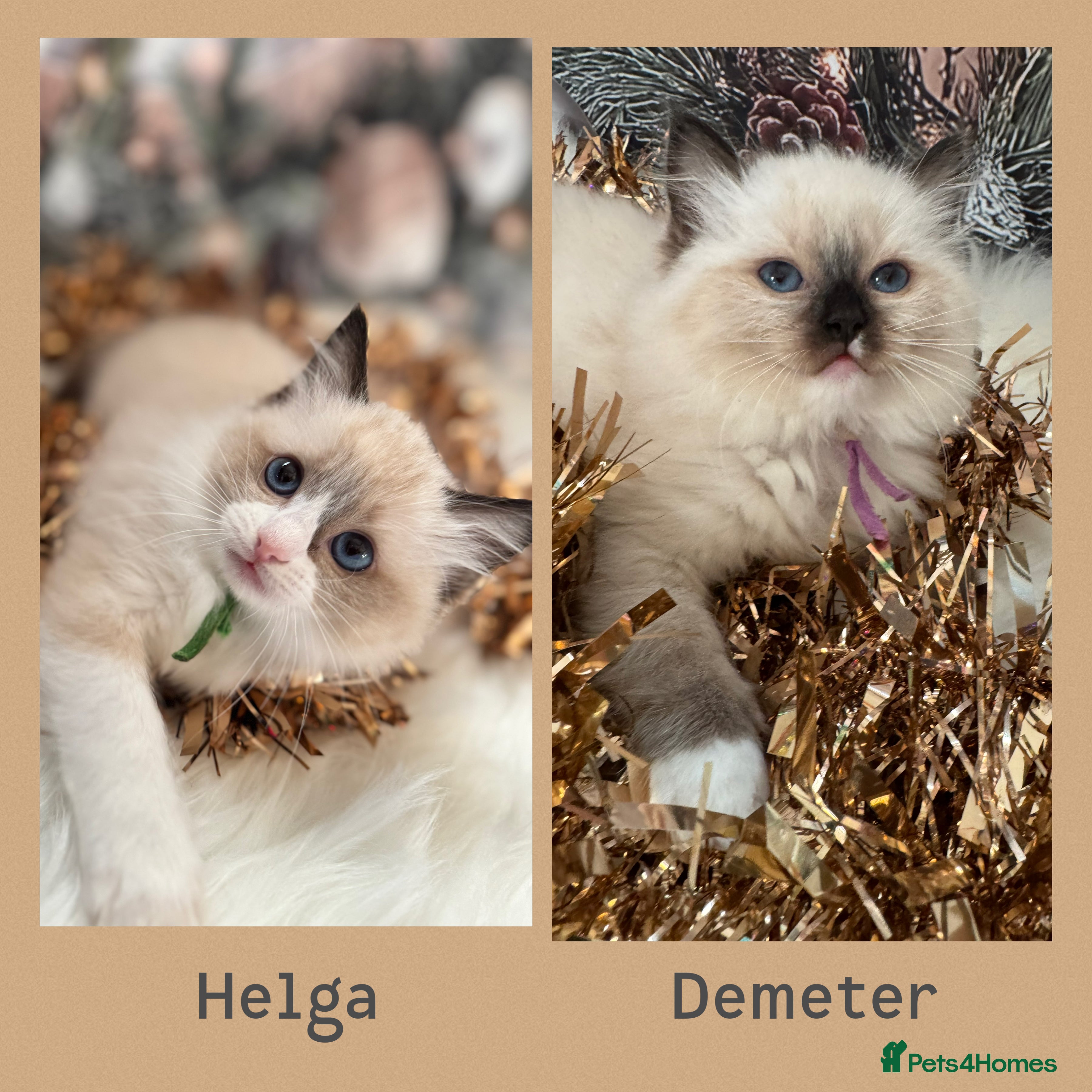 Ragdoll cats 🏆 gccf ragdoll grand champion kittens 🏆 - Advert 12