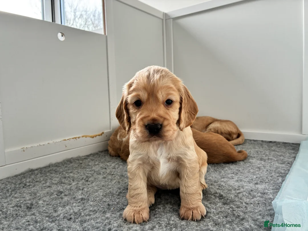 Cocker Spaniel dogs for sale: KC Registered and Vet checked Pups - Advert 6