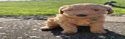 Poochon dogs for sale: 🐾 Beautiful Poochon Puppies – 4 Girls & 1 Boy 🐾 in Ruthin - Advert 16