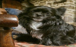 Chihuahua dogs for sale: Longhaired Chihuahua-Needs the best home  - Image 2