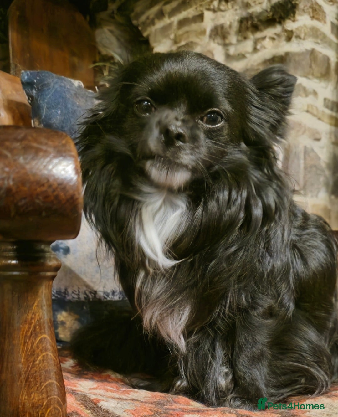 Chihuahua dogs for sale: Longhaired Chihuahua-Needs the best home  - Image 2