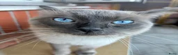 Ragdoll cats for sale: Blue point Ragdoll kittens  - Advert 8