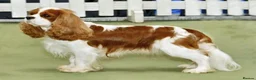 Cavalier King Charles Spaniel dogs for sale: Cavalier King Charles Spaniel - Advert 1