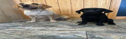 Labrador Retriever dogs for sale: KC registered female working black Labrador - Advert 1