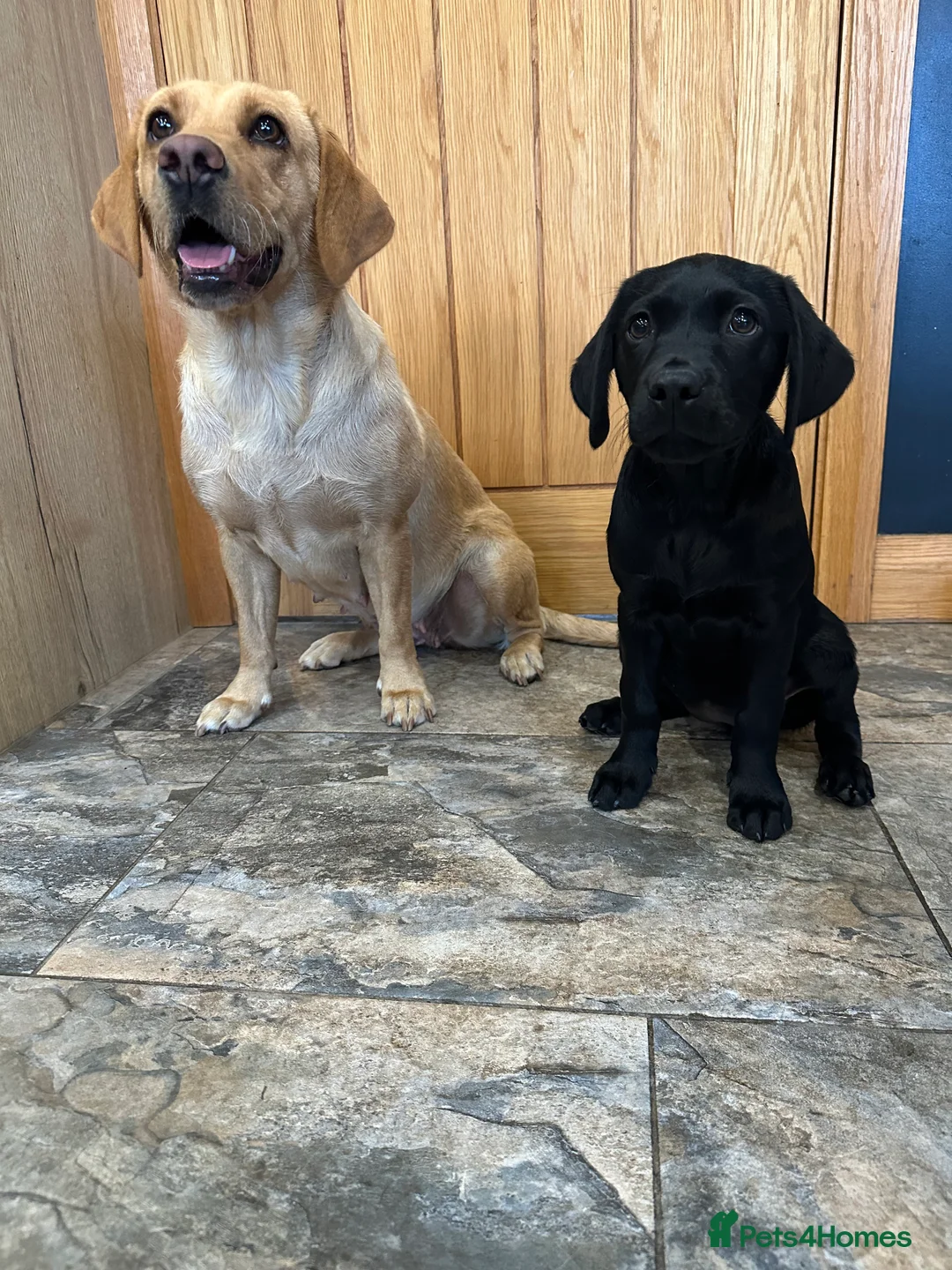 Labrador Retriever dogs for sale: KC registered female working black Labrador - Advert 1
