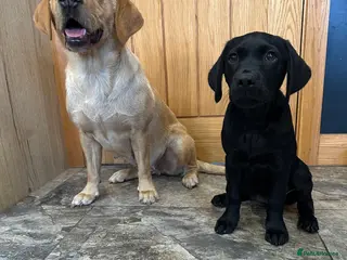 Labrador Retriever dogs KC registered female working black Labrador - Advert 9