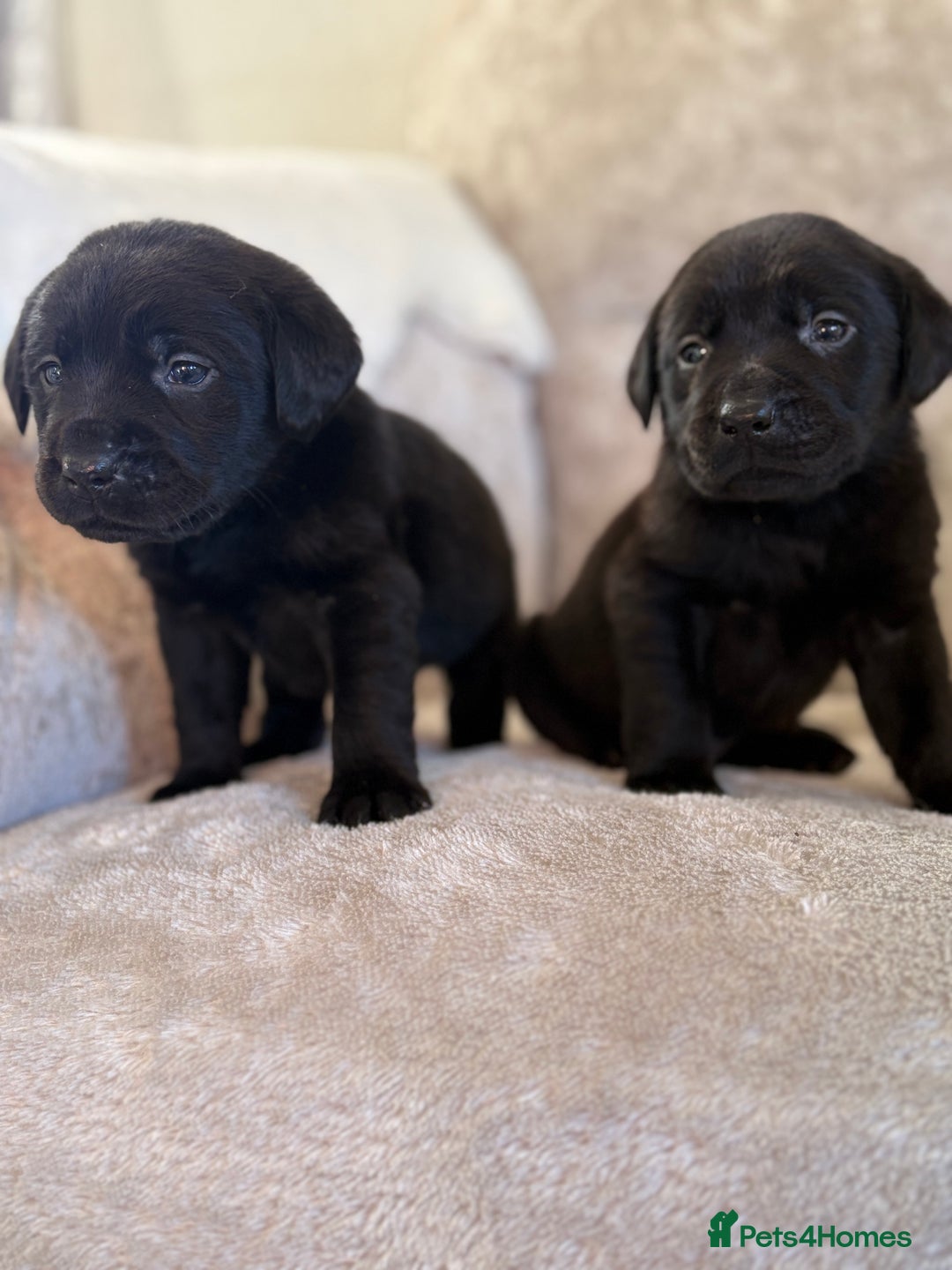 Labrador Retriever dogs for sale: Stunning Labrador puppies - Advert 8