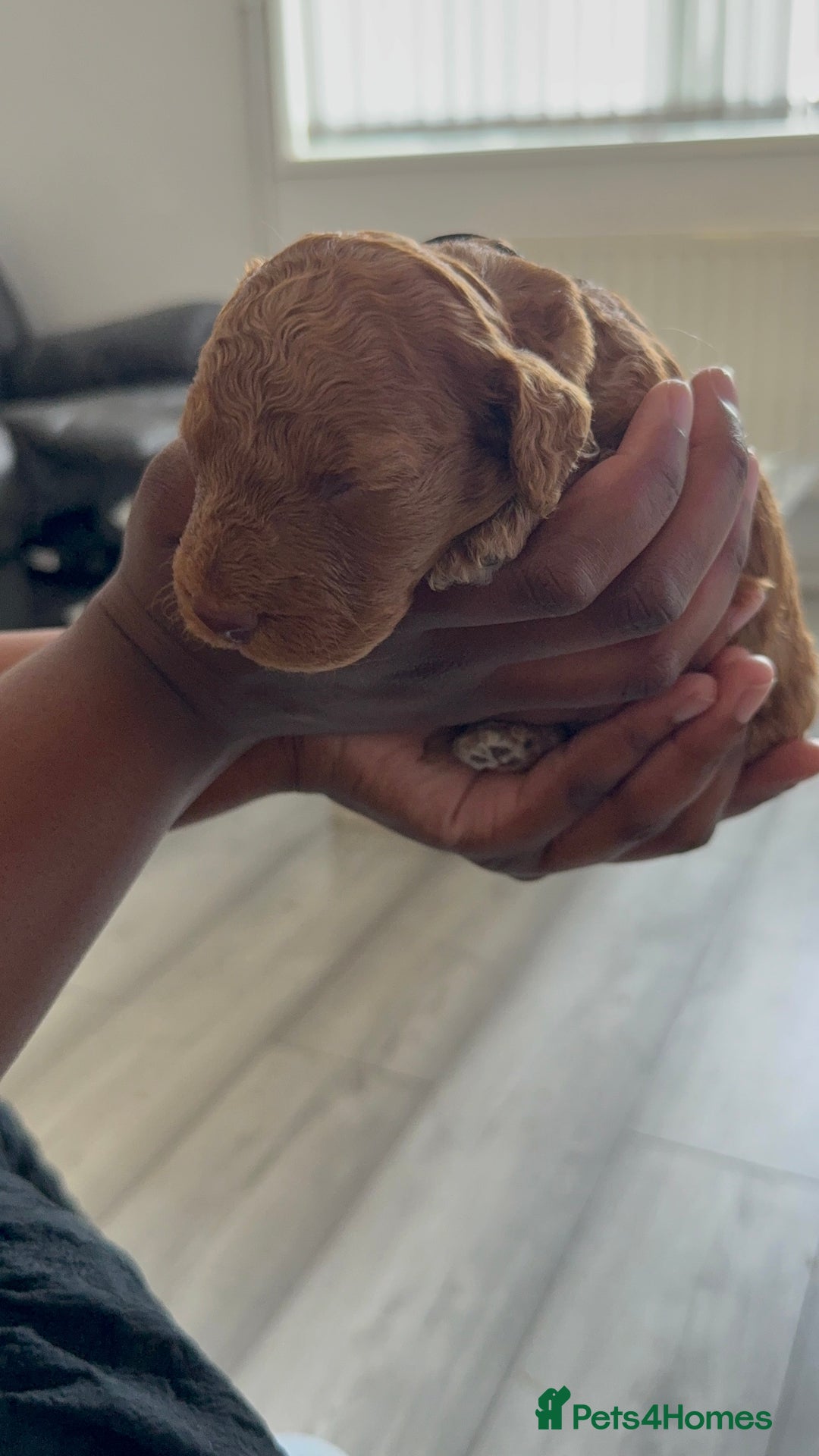 Cockapoo dogs for sale: 5 Beautiful Cockapoo Puppies  - Image 11