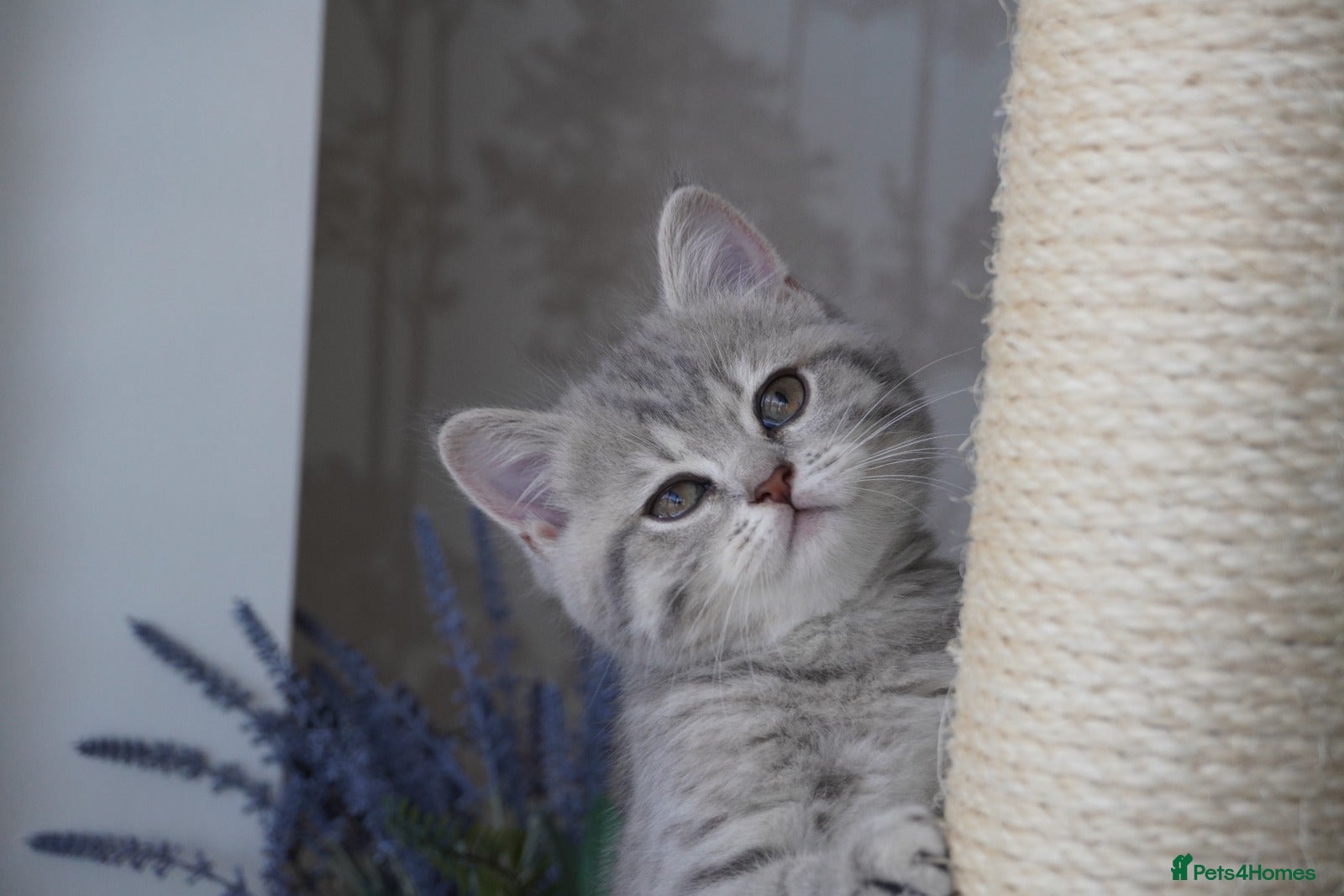 Munchkin cats 🍇🫐Munchkin Kittens - Advert 2