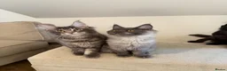Maine Coon cats for sale: TICCA Registered Mainecoon Kittens (PetOnly) - Advert 10