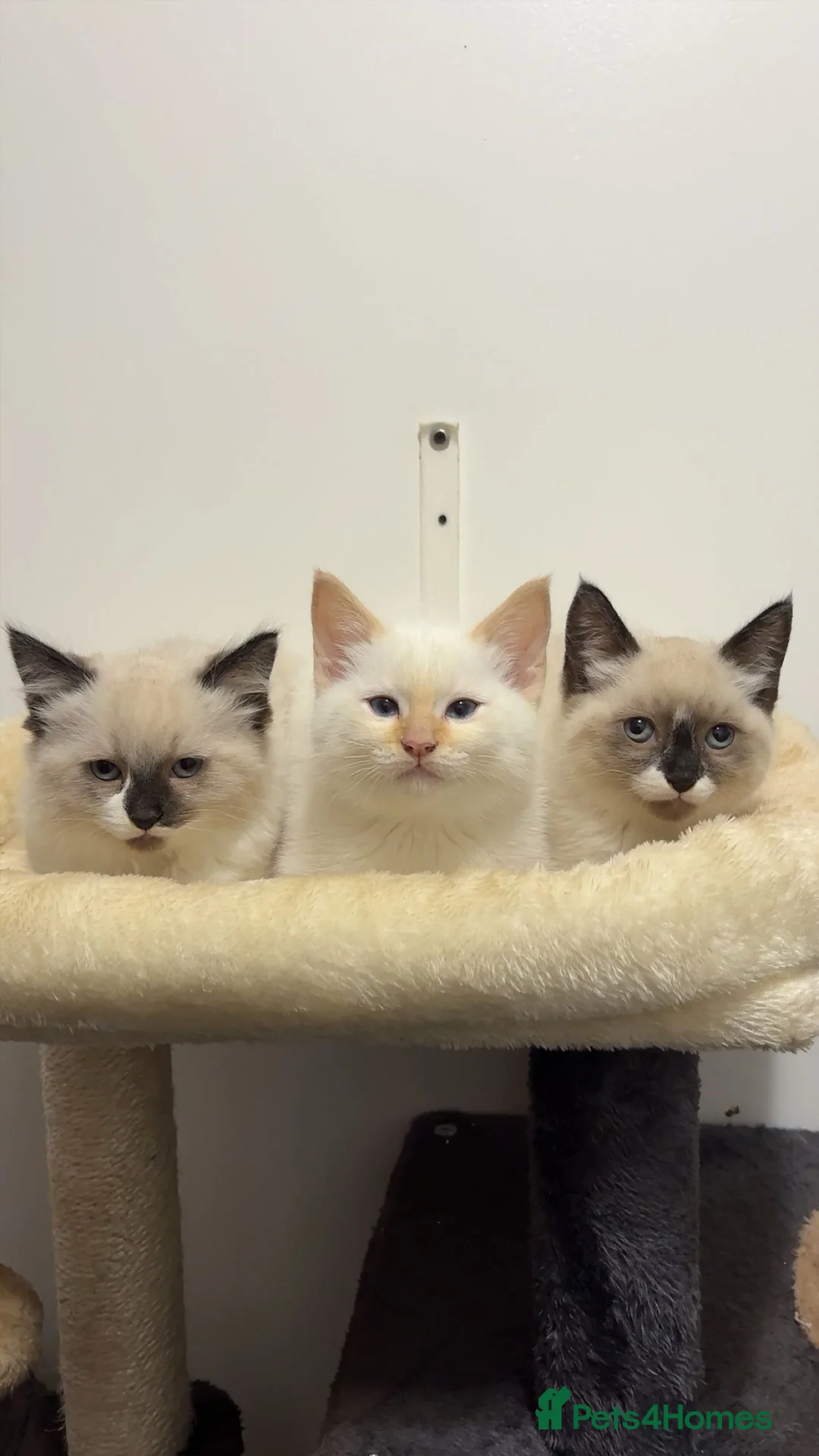 Ragdoll cats for sale: X3 Beautiful Ragdoll Kittens - Ready to leave 🐱 - Advert 2