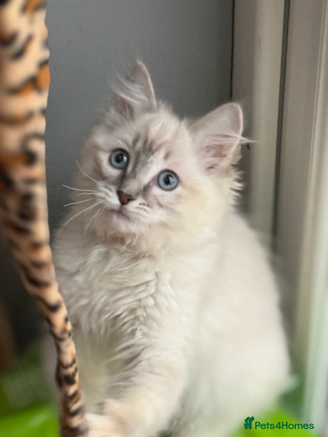 Ragdoll cats for sale: 🏅GCCF RAGDOLLS AWARD WINNING LINES NOW AVAILABLE  - Advert 7
