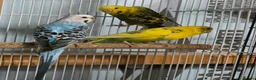 Parrots birds for sale: Stunning Companion Parrots–DNA Tested & Healthy in Bognor Regis - Advert 3