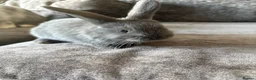 Mini Lop rabbits for sale: Beautiful mini lops  in Stockton-on-Tees - Advert 6