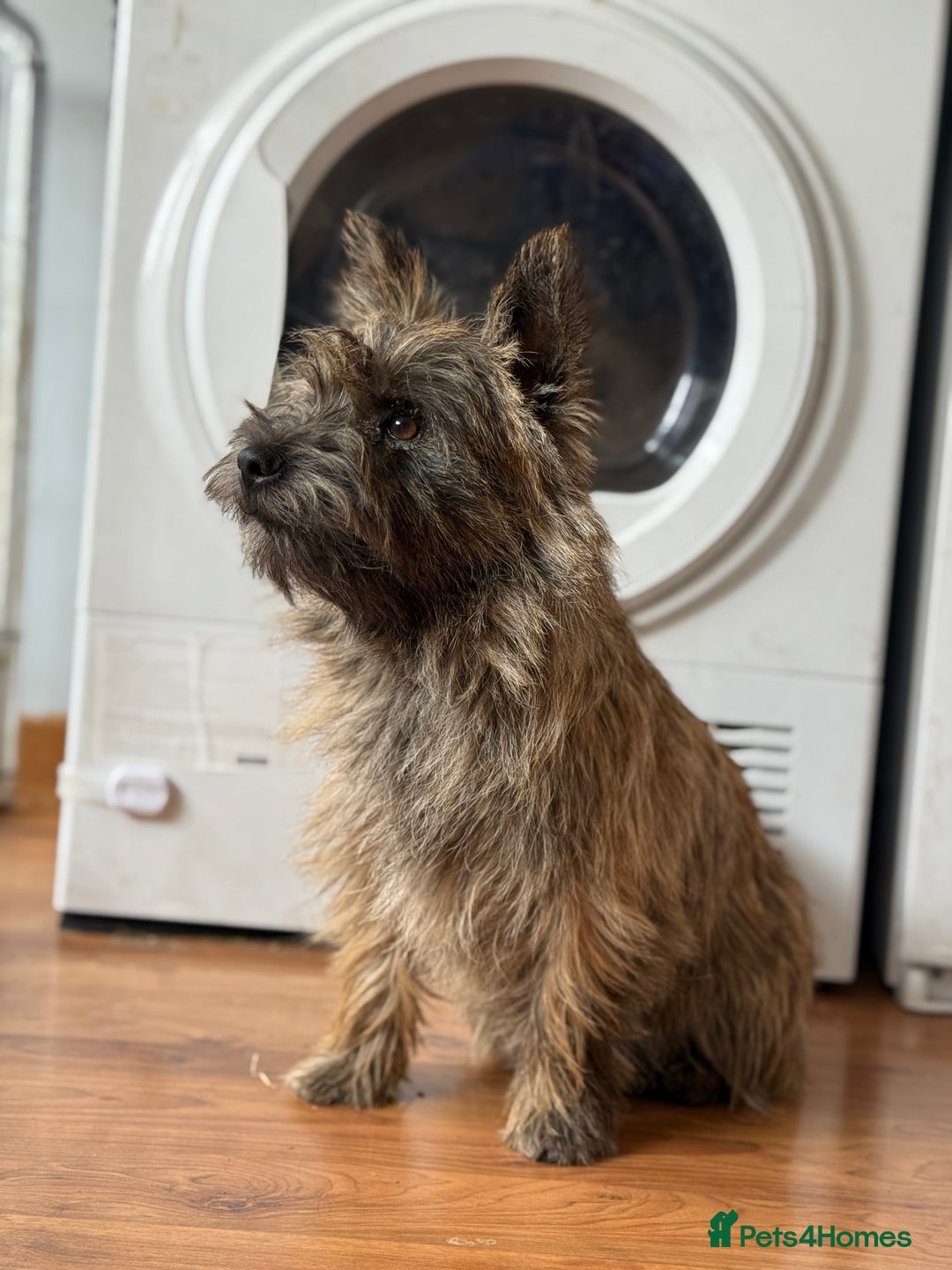 Mixed Breed dogs for sale: Cairn looking for new home - Advert 6