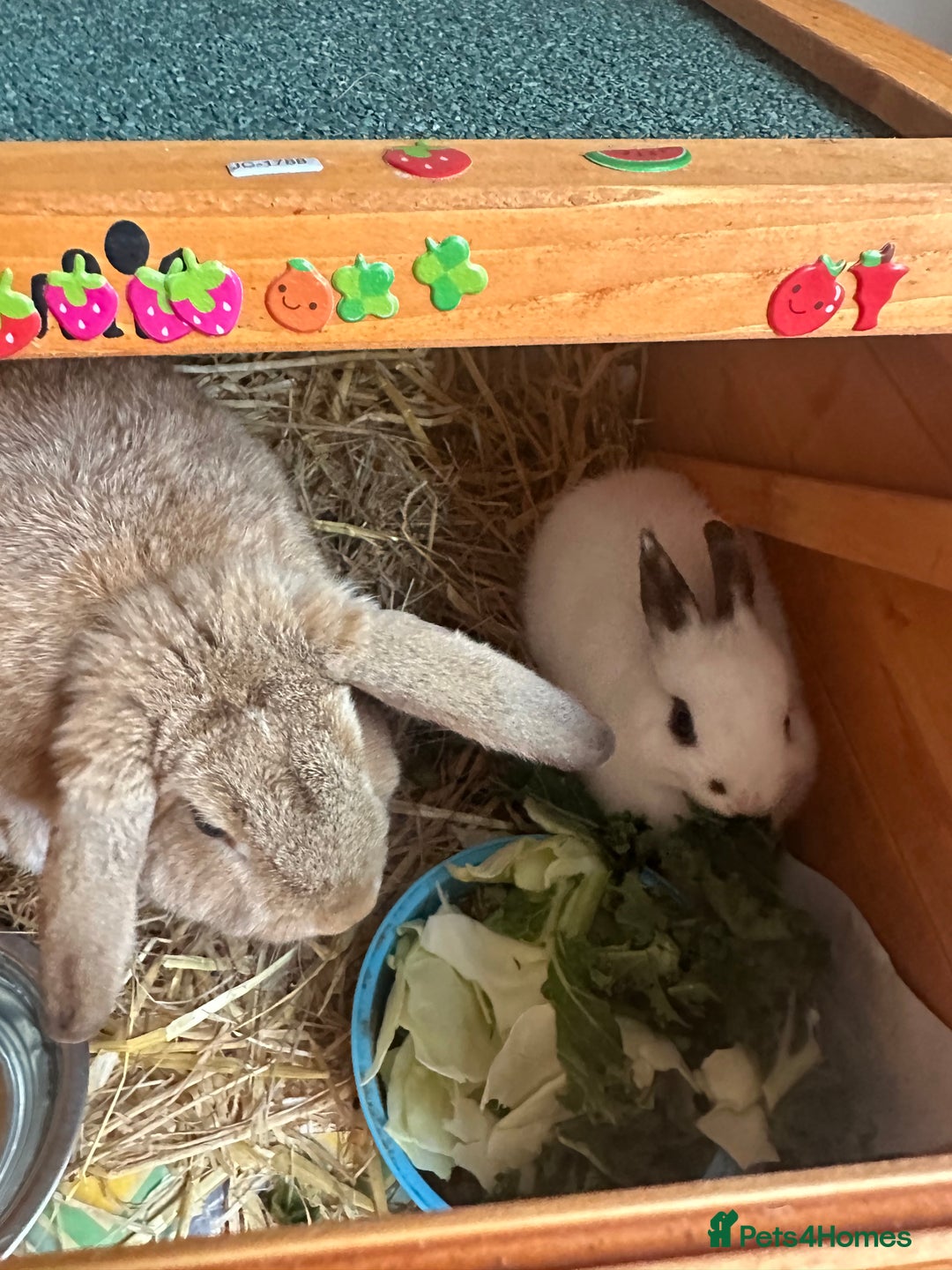 Mixed Breed rabbits for sale: Boy and girl rabbit  - Image 2