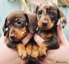 Miniature Dachshund dogs for sale: Gorgeous smooth coat mini dachshund puppies  - Advert 1