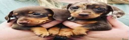 Miniature Dachshund dogs for sale: Gorgeous smooth coat mini dachshund puppies  - Advert 1