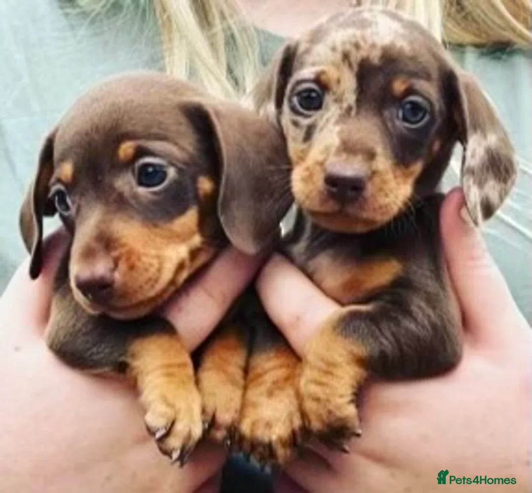 Miniature Dachshund dogs for sale: Gorgeous smooth coat mini dachshund puppies  - Advert 1