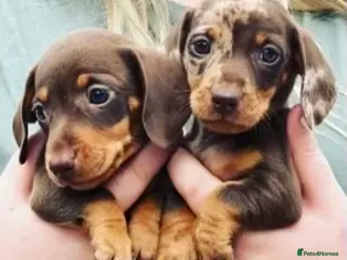 Miniature Dachshund dogs for sale: Gorgeous smooth coat mini dachshund puppies - Advert 1