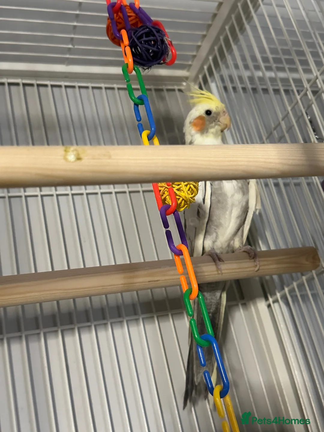 Cockatiels birds for sale: Hand tame female cockateil - Advert 3
