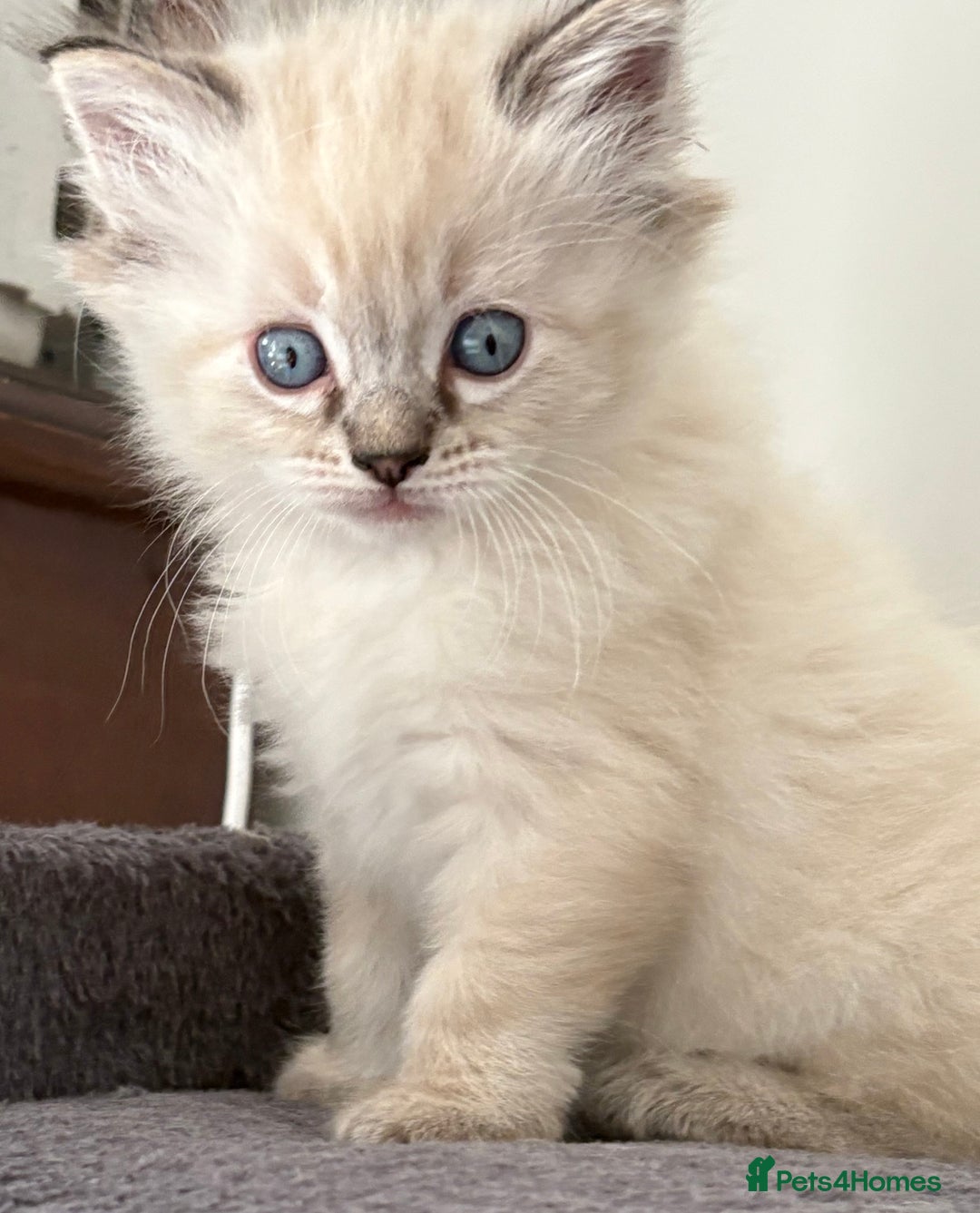 Ragdoll cats for sale: 4 Beautiful Female Ragdoll kittens for sale  - Image 18