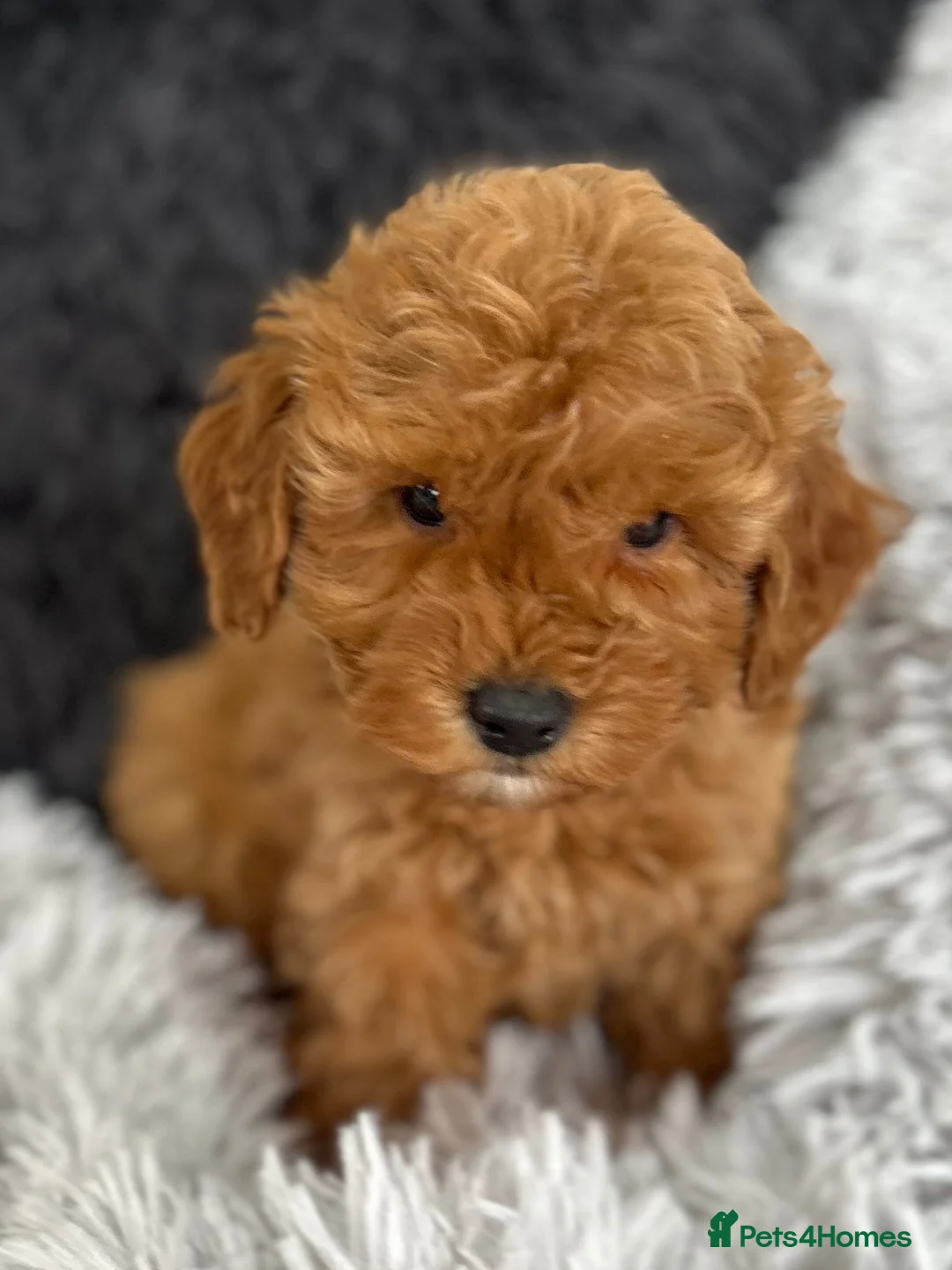 Cockapoo dogs for sale: Cockapoo - Advert 1