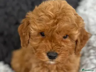 Cockapoo dogs Cockapoo - Advert 4