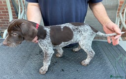Mixed Breed dogs for sale: German shorthair pointer/wirehairpointer - Image 28