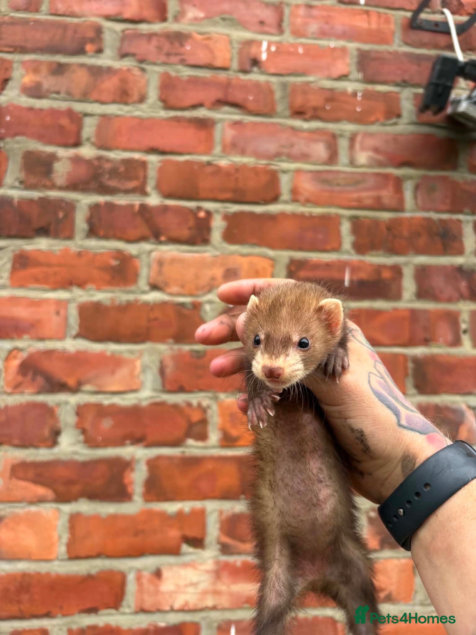 Ferret rodents Mixture of Jill and hobs - Advert 6