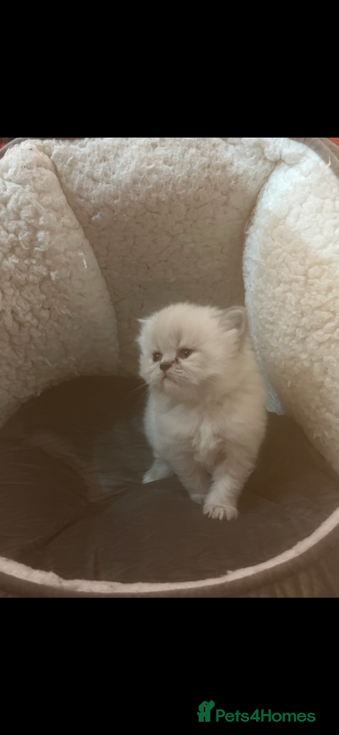 Persian cats for sale: 4 ADORABLE LITTLE CUTIE PIES, (READY 9TH JAN)  - Advert 3